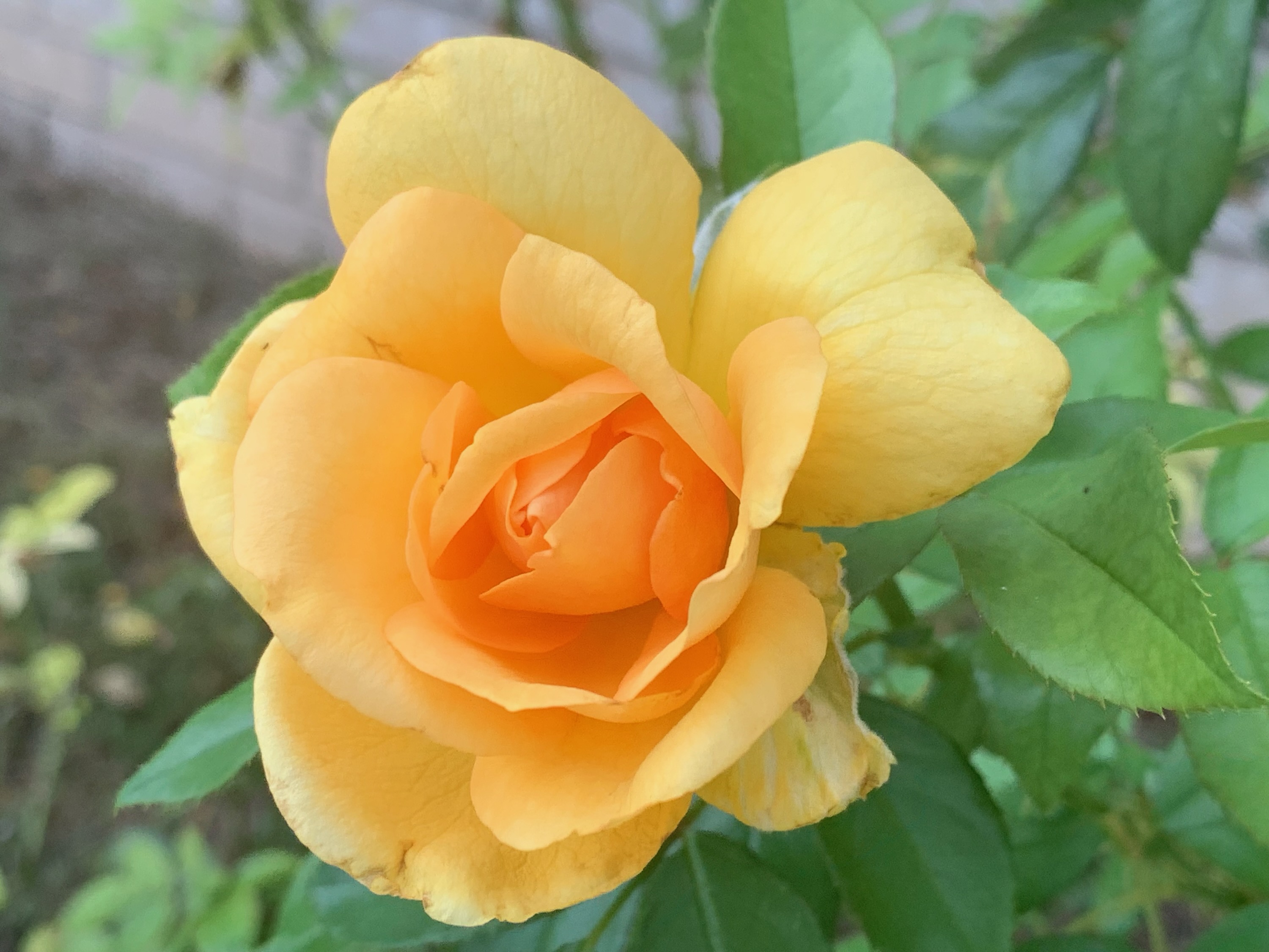 Pastor_1_Garden_Rose.jpg